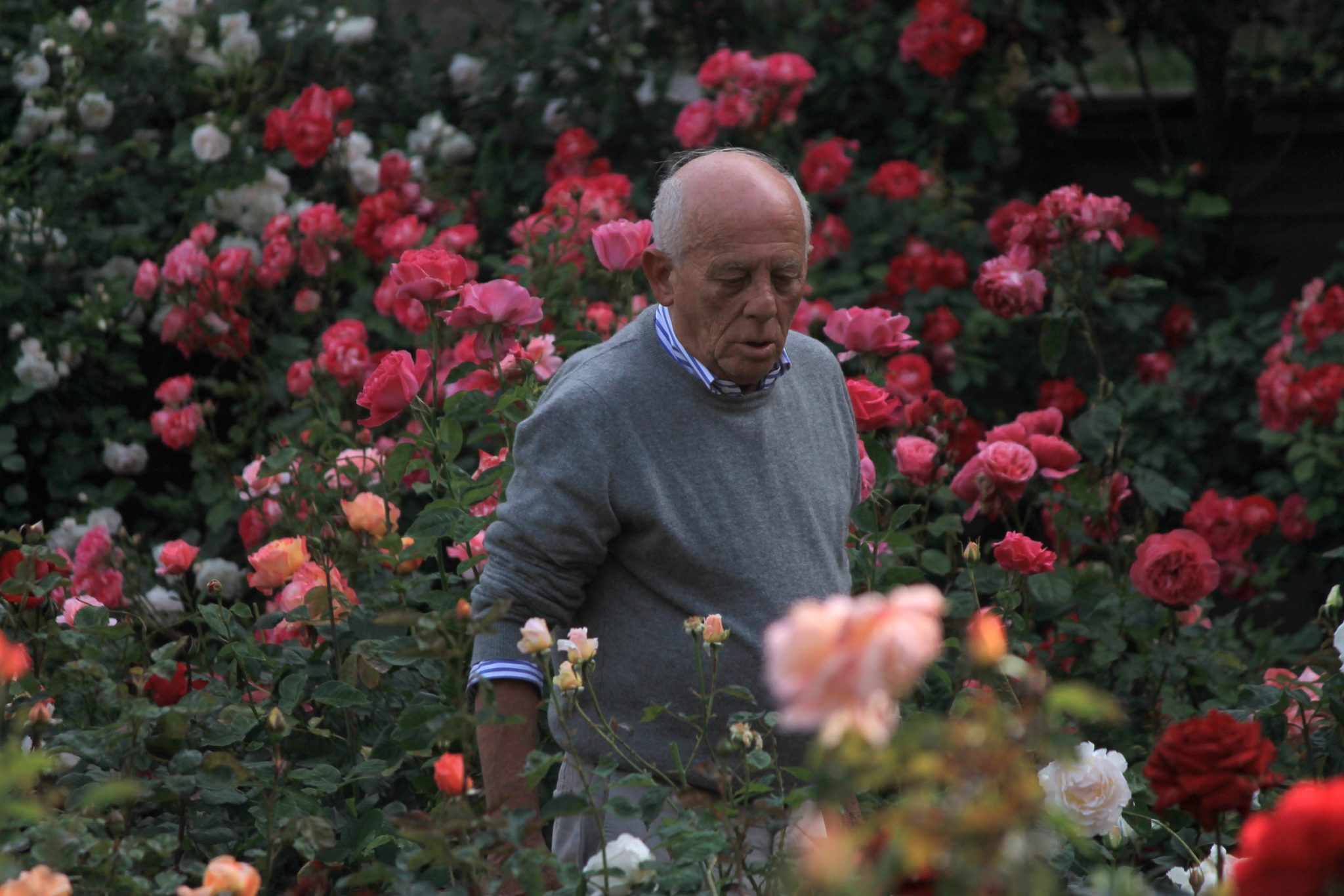 “Toccare la terra, bagnare le rose, cambiare le cose”: 6 maggio Trieste, dedicato a Franco Rotelli